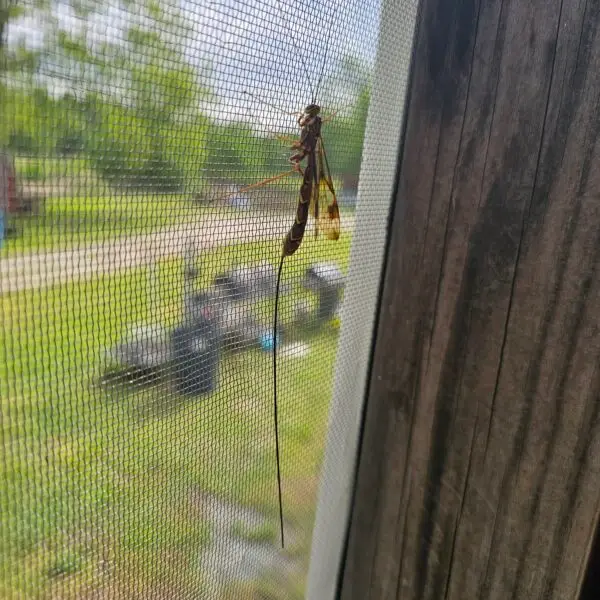 Ichneumon Wasp on a screen