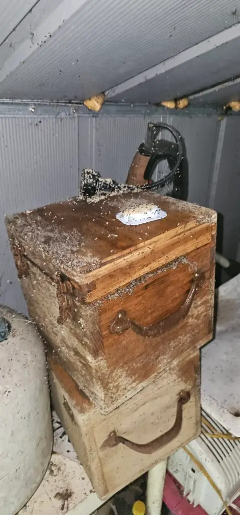 more ants swarming in Baxter springs ks