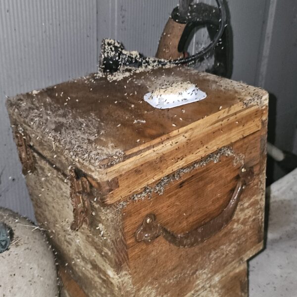 more ants swarming in Baxter springs ks