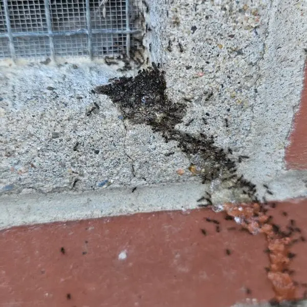 OHA gathering up bait in Baxter Springs