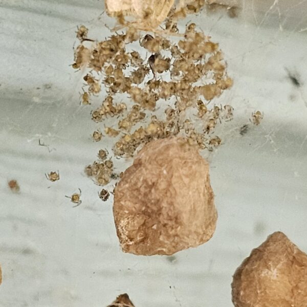 bed bugs in different life cycle stages