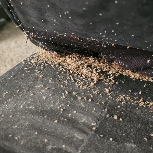 bed bug debris in a chair in Joplin