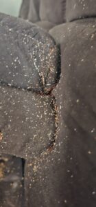 bed bugs on a couch cushion in Joplin