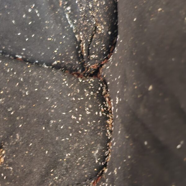 bed bugs on a couch cushion in Joplin