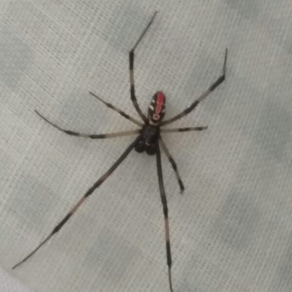 a black and red spider on a tablecloth
