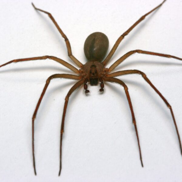brown recluse spider