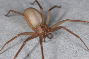 a sac spider
