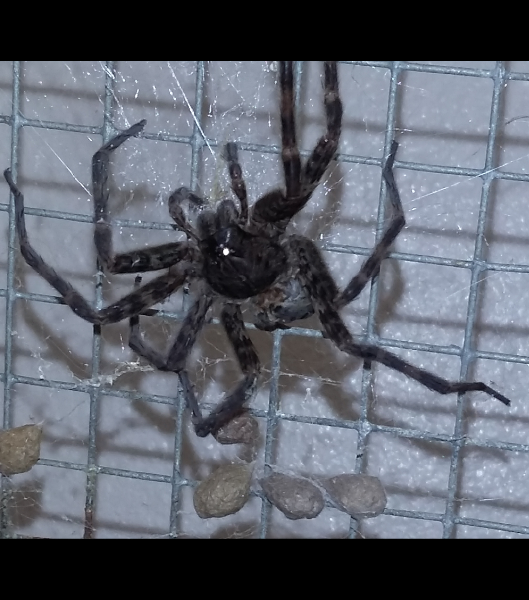 dead huntsman spider in a crawlspace