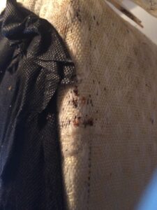 bed bugs on a box spring mattress