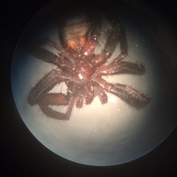 dead spider under a microscope
