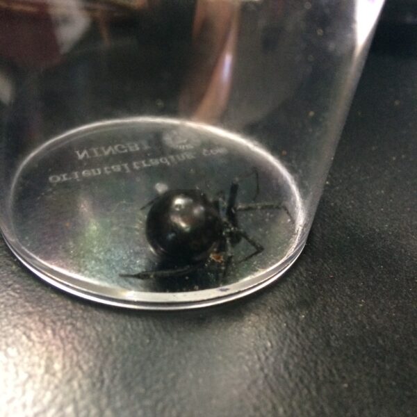 a black widow spider in a specimen container