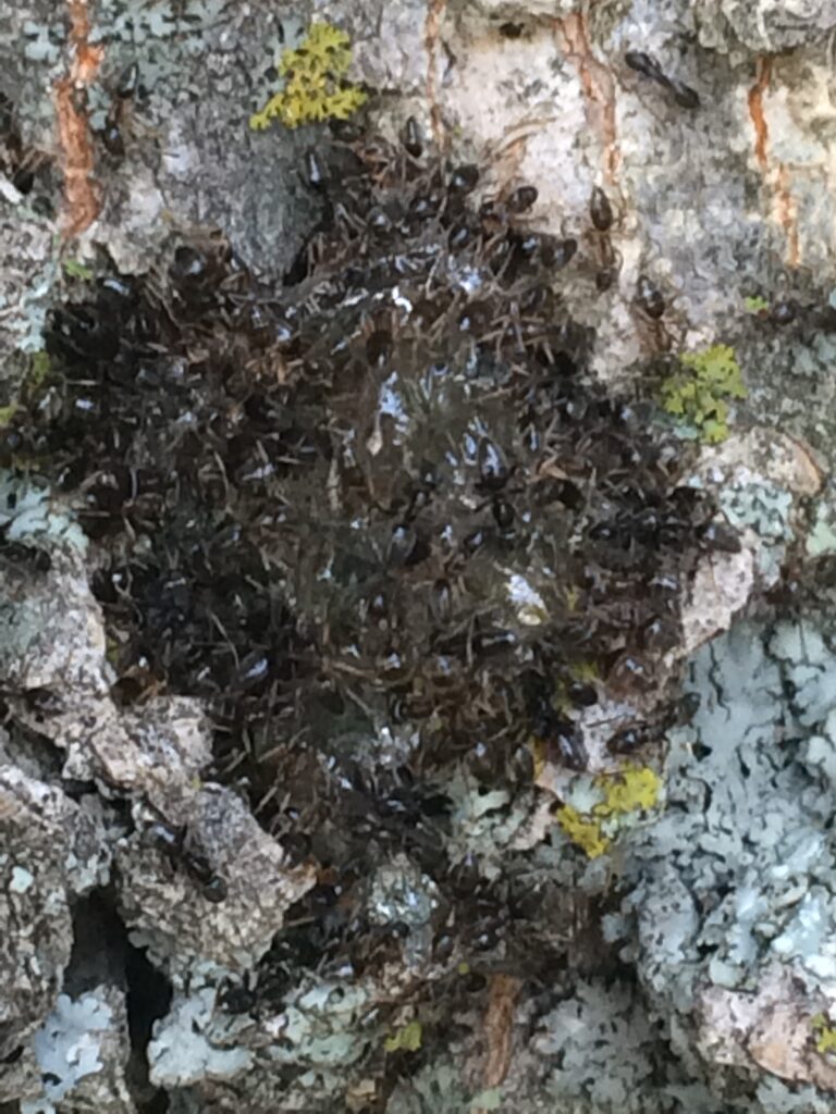 ants feeding on our bait in a group