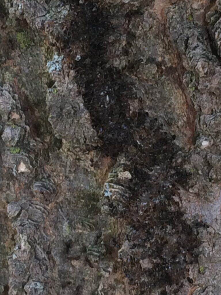 another pile of ants feeding on bait