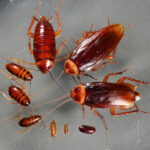 group-of-american-roaches-from--egg-to-nymph-to-adult