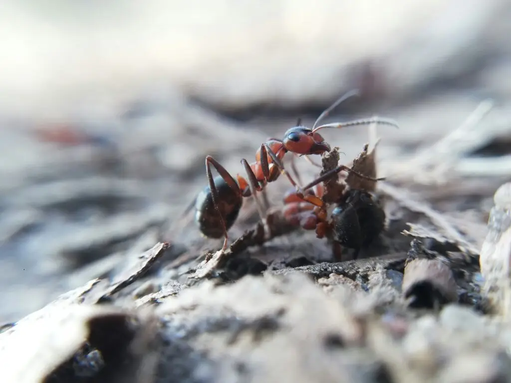 carpenter ants foraging on the ground