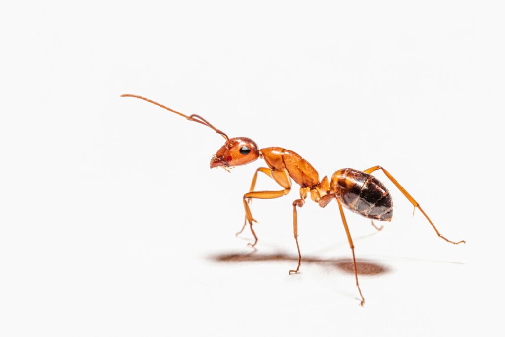 solitary ant on white background