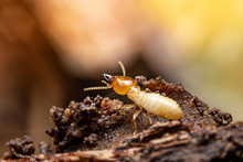 a solider termite