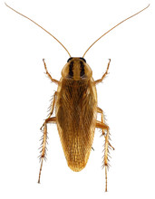 german roach on white background showing racing stripes