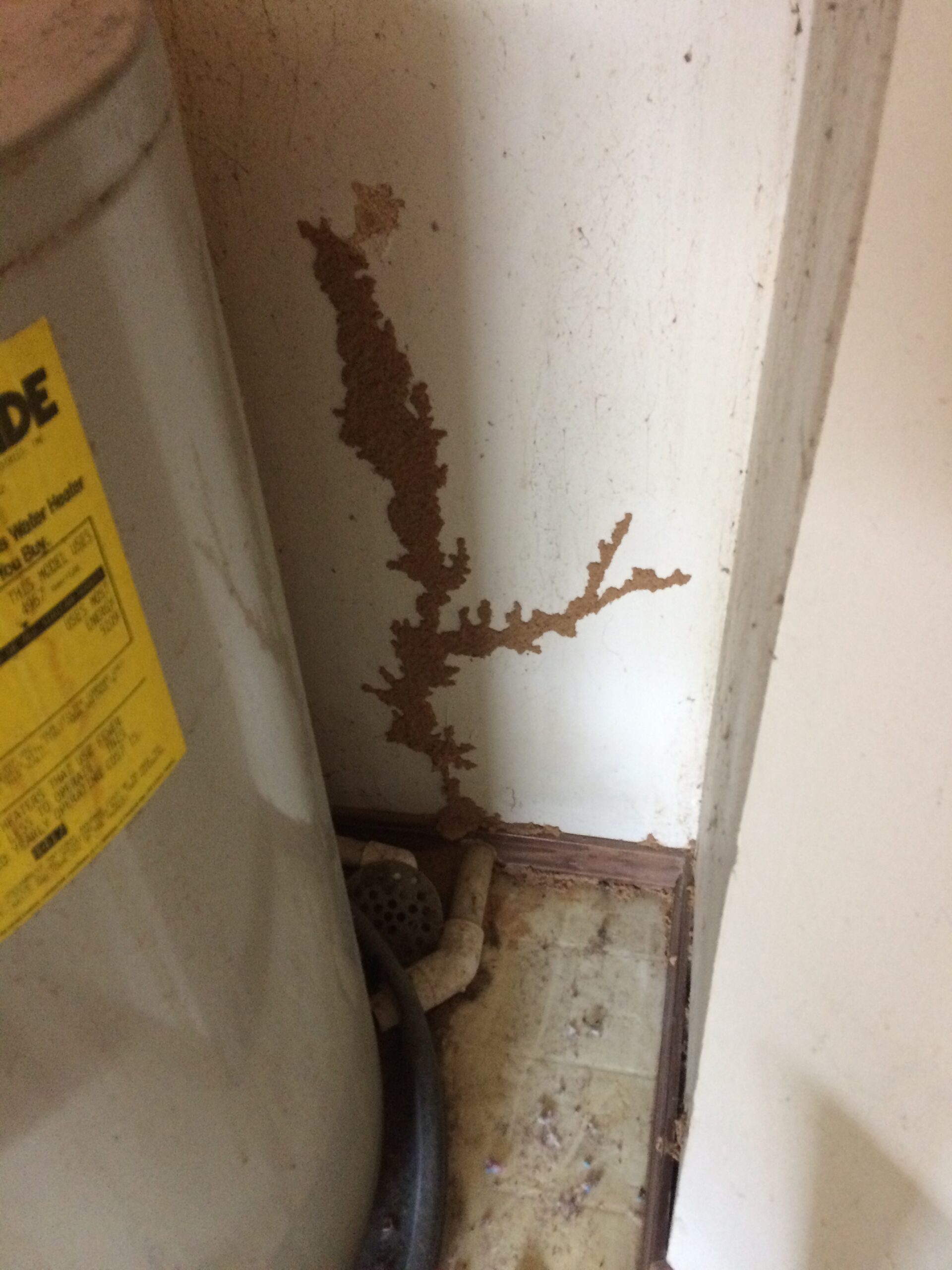 termites in a mud tube in webb city through slab floor