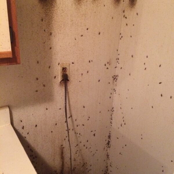 german roaches all over a kitchen wall