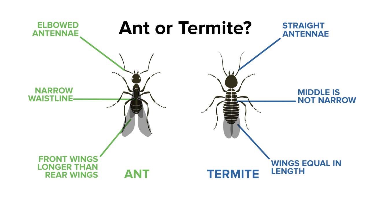 card showing the difference between a termite and an ant