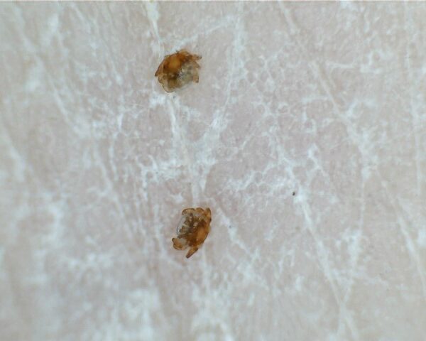 same seed tick magnified larger