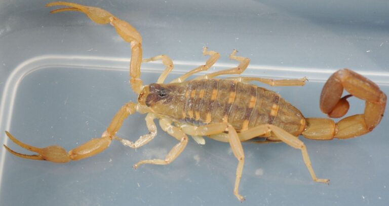 magnified view of bark scorpion