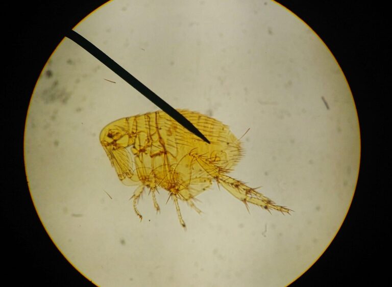 magnified cat flea