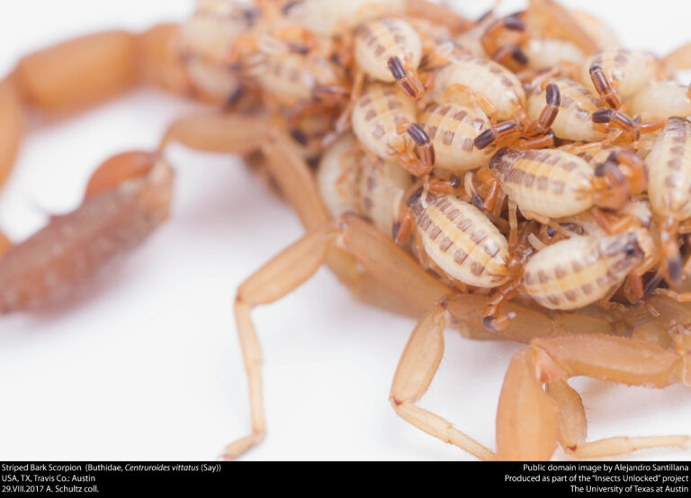 ozark scorpion with babies on her back