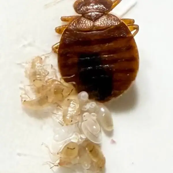 adult bed bug with eggs and nymphs