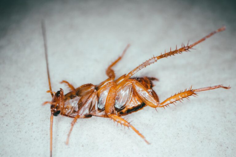 roach control with a dead german roach on its back