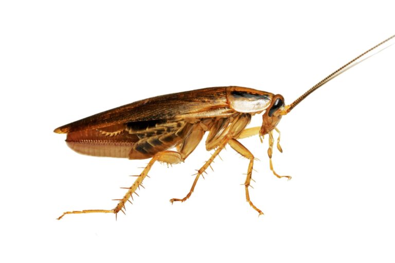 german-roach-showing-racing-stripes
