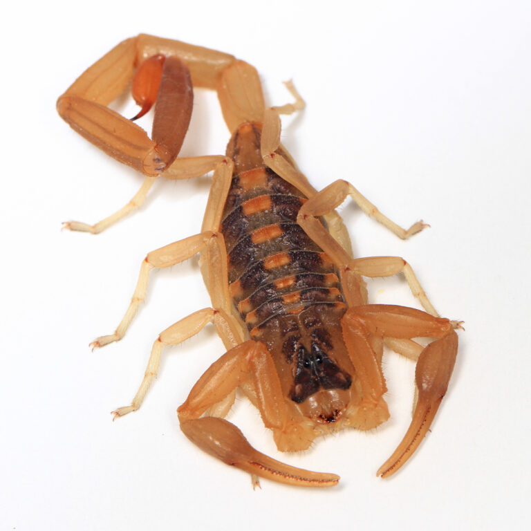 another stripe bark scorpion