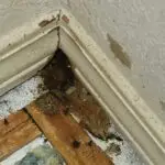 a hole made in a house by a mouse