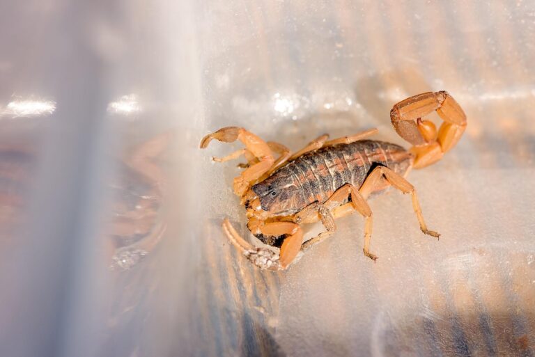 small bark scorpion