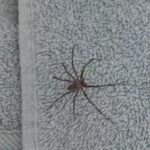 a brown recluse in galena ks