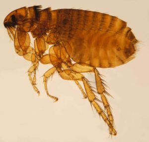 close-up-of-what-fleas-look-like