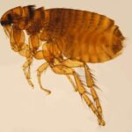 close-up-of-a-flea