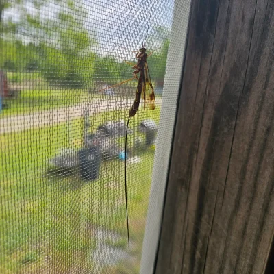 Ichneumon Wasp on a screen