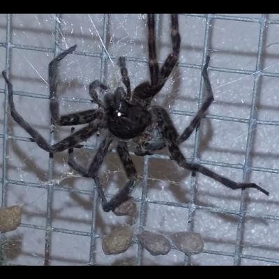 dead huntsman spider in a crawlspace