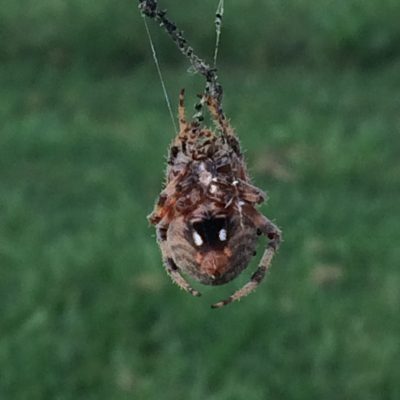 a colorful orb weaver under a tree