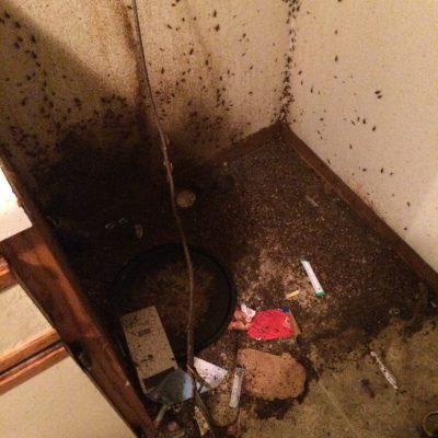 a disgusting amount of roaches behind a fridge