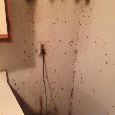 german roaches all over a kitchen wall