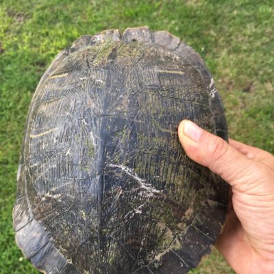 large turtle found by eric