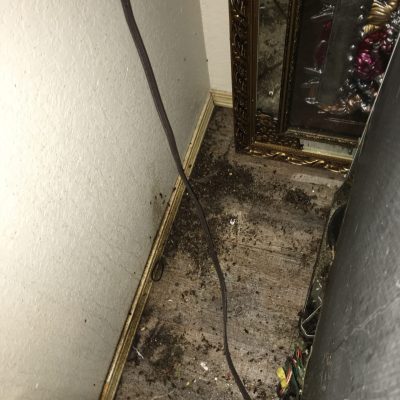 a large group of of roaches behind and under a refrigerator