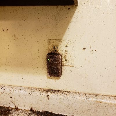 lots of roaches hanging around an outlet