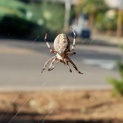 an orb weaver spider hanging out under a bush