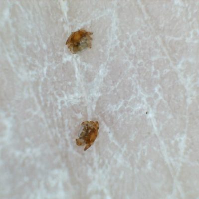 same seed tick magnified larger